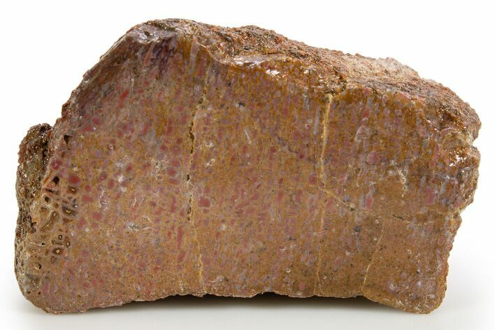 Polished Dinosaur Bone (Gembone) Section - Colorado #324195